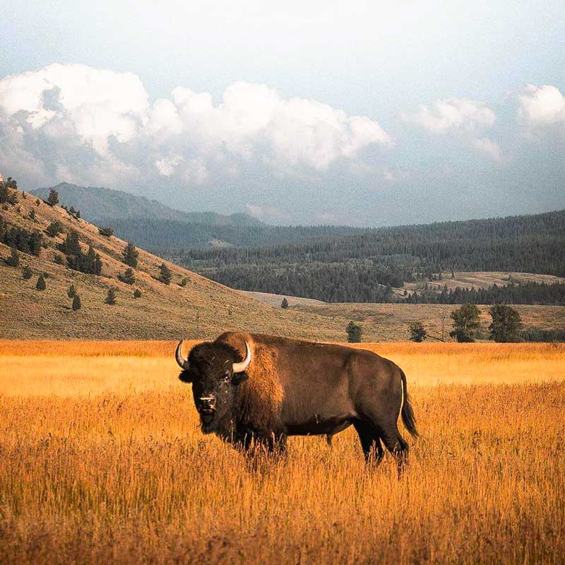 Bison4-800px