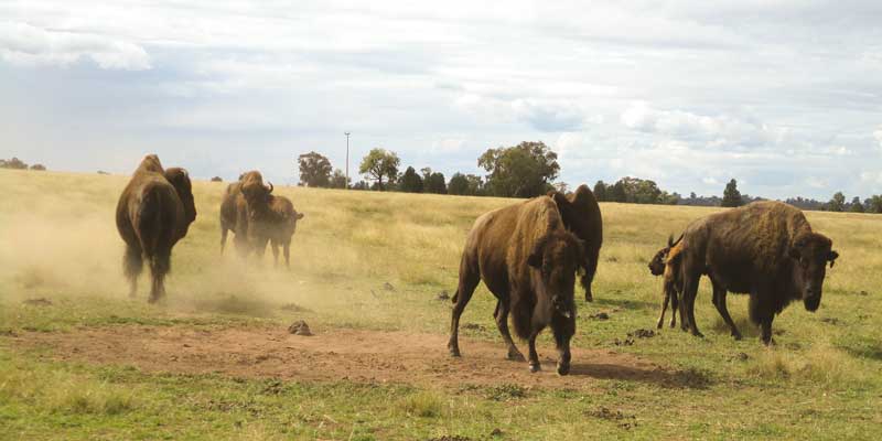 Bison5-800px