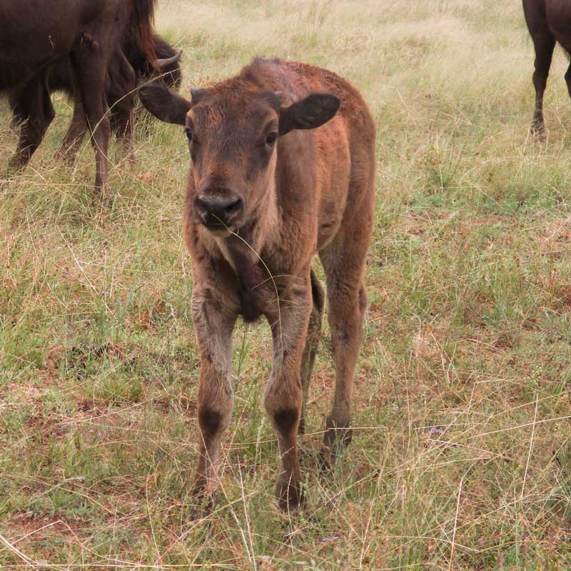 Bison6-800px
