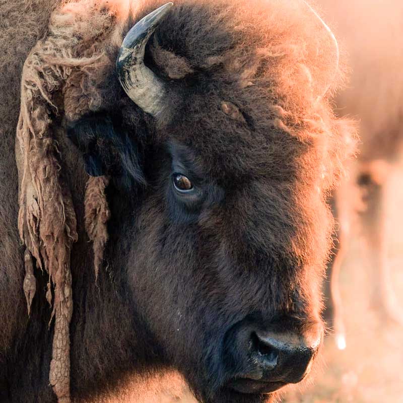 Bison7-800px