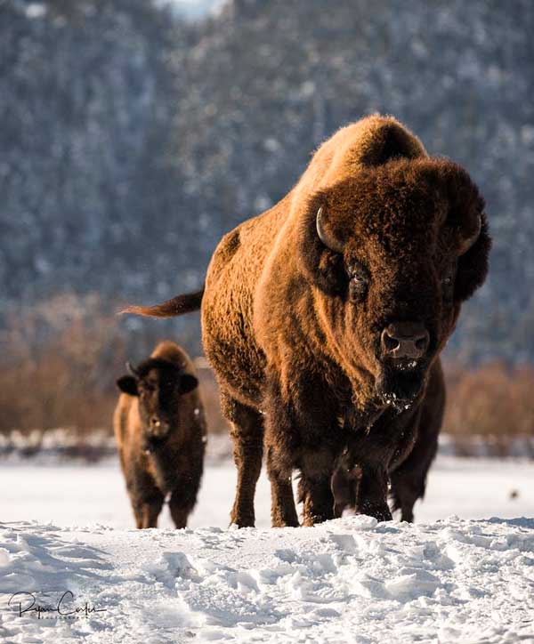 Bison8-600px