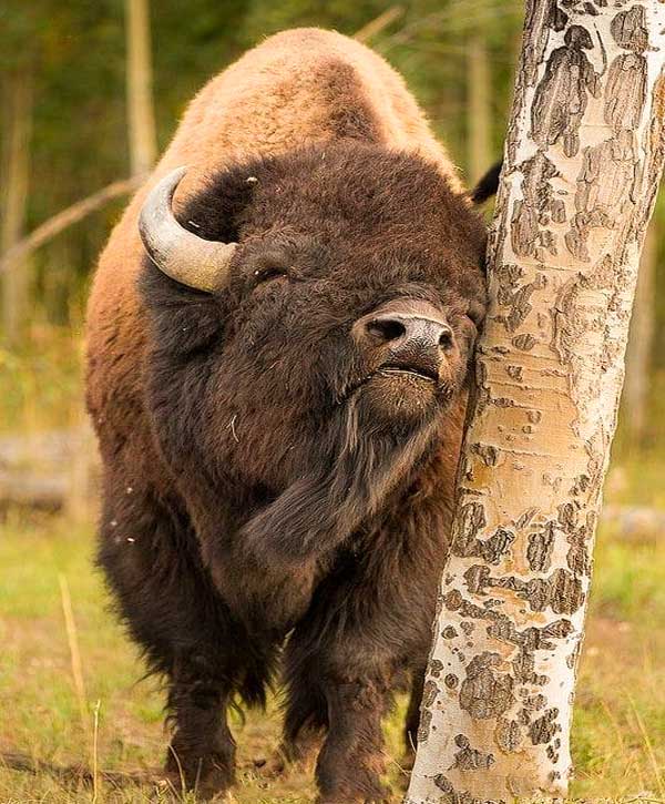 Bison9-600px